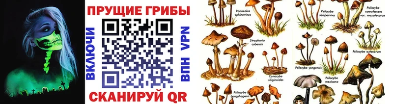 купить  цена  Красноярск  Псилоцибиновые грибы GOLDEN TEACHER 